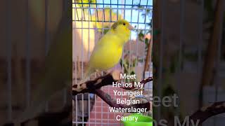 Canary Singing  My youngest Belgian Waterslager [upl. by Claudie597]