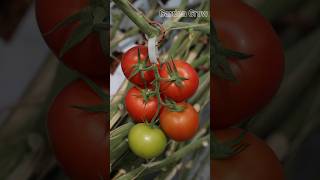 Never plant tomatoes without this technique shorts [upl. by Sido]