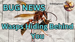 Bug News  New Species of Parasitic Wasp in Your Backyard [upl. by Alahcim]