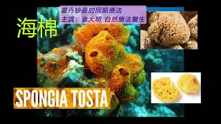 《靈丹妙藥的同類療法》 EP154  海棉 Spongia Tosta [upl. by Doro]