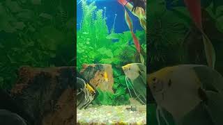 fishbowl amazingaquarium amazingfishing [upl. by Hagood940]