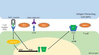 Transplant Immunology Part 1 [upl. by Ainafets]