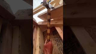 Pro cut guy tip carpentry framing construction carpentrytips [upl. by Wenona]