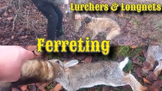 Ferreting with Lurchers And Longnets [upl. by Ahsoet]