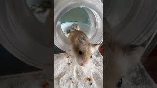 Hamsters Inanimate Drama Unfolds 🐹😮 shorts cute [upl. by Grosvenor821]