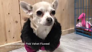 Croci Hondenjas Pink Velvet Fluweel  De Chihuahua Shop nl [upl. by Tjaden577]