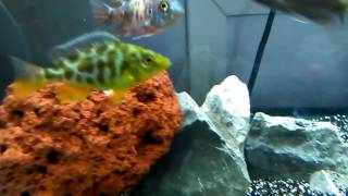 My new nimbochromis venustus maleorfemale African Cichlid [upl. by Enimrej]