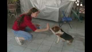 Amazing Dog Tricks  Beagle [upl. by Mundy326]