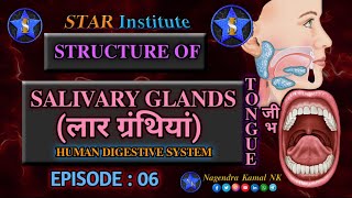 quotStructure of Salivary Glands  Frenulum of Tongue  Salivary Enzymes  Salivaquot  EPISODE  06 [upl. by Amian]