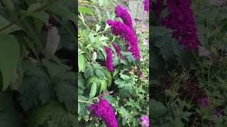 Buddleia Butterfly bush  Purple champion buddleia Davidii short butterfly bush plants flowers [upl. by Atinrev471]