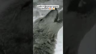 தனியா இருக்குர ஓநாய் ரொம்ப DANGER ☠️😳🔥 Why is a lone wolf dangerous lonewolf wolf tmil bioworld [upl. by Alvita]