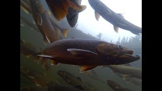 Arctic Char in a Natural Spring pond in Whitehorse [upl. by Prebo]