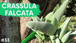 CRASSULA FALCATA  Aleta de Tiburón 🦈 [upl. by Ahsea]