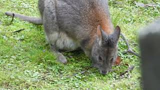 Rednecked Pademelon with her joey in the pouch [upl. by Lertnek180]