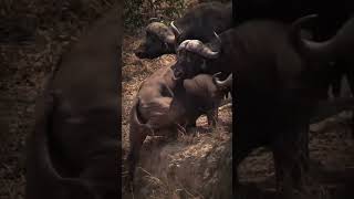 Today this cow is the lucky staranimals Animal moments Animal videos Amazing animals [upl. by Talya]