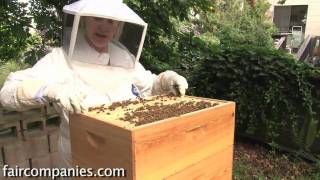 The magic of urban beekeeping a backyard San Francisco hive [upl. by Nivag]