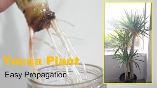 How to Easy Propagate yucca plant in waterGrowcutting [upl. by Yerg]