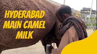 CAMEL MILKING ON THE ROADSIDE  Sindh Pakistan [upl. by Mossolb652]