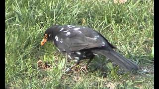 Kos cerny s leucismemTurdus merulaBlackbird with leucismAdolf Goebelavi [upl. by Coop]