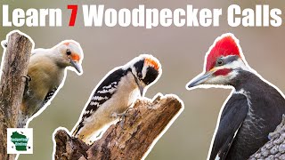 Learn 7 Common Woodpecker Calls Eastern North America [upl. by Tuesday723]