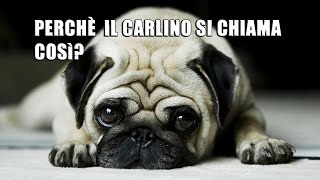 PERCHÈ IL CARLINO SI CHIAMA COSÌCuriosità in 1 minuto [upl. by Primaveria]