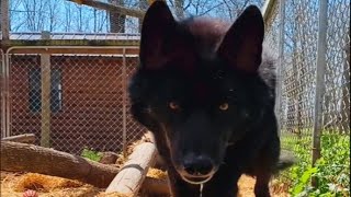 Aggressive wolf dog meets a good human and heres how he reacted [upl. by Berard]