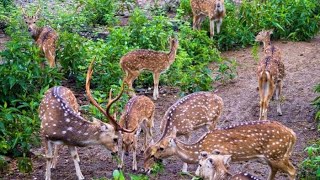 सज्जनगढ़ बायलॉजी पार्क उदयपुर  Sajjan Gas Biological Park  Udaipur  Rajasthan animals zoo [upl. by Aivilo]