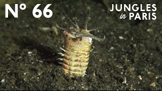 Hidden Killer The Bobbit Worm Anilao Philippines [upl. by Powel]