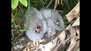 Little Guinea Fowl Keets Hatching In Our Food Forest [upl. by Enileve]