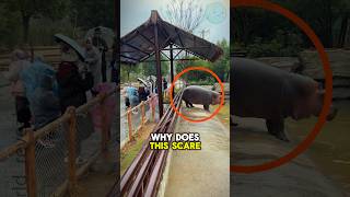 Run If a Hippo Turns Its Back 🦛🦛viralvideo [upl. by Eniarrol]