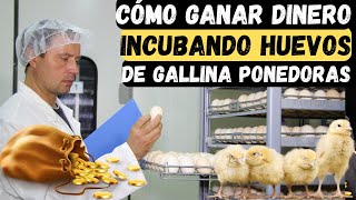 Cómo ganar dinero incubando huevos de gallina ponedoras guia completa desde cero [upl. by Trebbor157]