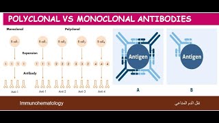 Lecture 19 Polyclonal VS Monoclonal Antibodies [upl. by Nerac]