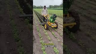 Maa Mogal Cultivator  Kodinar vadnagar  farming shortvideo viralvideo agricultur [upl. by Kneeland189]