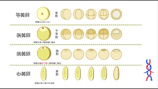 48高校生物「受精卵の構造と卵割」2022 [upl. by Otis624]