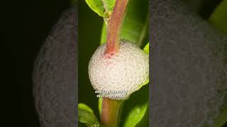 What To Do About Spittle Bugs on Gardenias [upl. by Liscomb304]