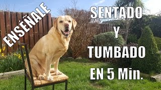 Enseña a tu Perro a Sentarse y Tumbarse en 5 min [upl. by Webber]