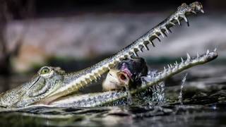 Indian gharial or gavial is a fisheating crocodile native to India threatened species [upl. by Norreht]