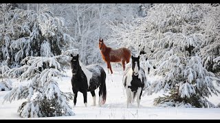 5 minutes of horses enjoying snow [upl. by Noiro389]