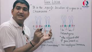 GENE LOCUS  HOMOLOGOUS  HETEROLOGOUS  Homozygous Vs Heterozygous genetics gene [upl. by Wooster]