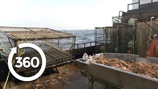 Sorting Crabs 360 Video [upl. by Eslek]