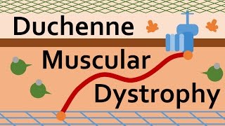 Duchenne Muscular Dystrophy and Dystrophin [upl. by Eserrehs]