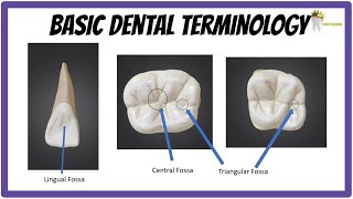 BASIC DENTAL ANATOMY  TEETH FORMULAE LANDMARKS CUSPS TUBERCLE RIDGES FOSSA [upl. by Terces]