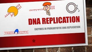 DNA Replication  Enzymes  Helicase  Polymerase  Primase  Ligase [upl. by Wahkuna]