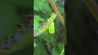 Planthopper in the garden [upl. by Sidra686]