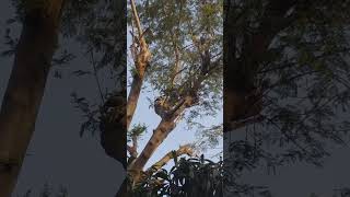 MYNAH BIRD जम्मू कश्मीर TALKING MYNAHCOMMON INDIAN MYNA SINGING BIRDS ytshorts trending virals [upl. by Sylvan]