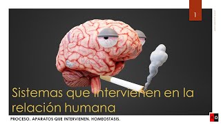 Sistemas que intervienen en la relación humana [upl. by Yedrahs35]