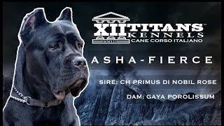 CANE CORSO ASHAFIERCE [upl. by Beilul]