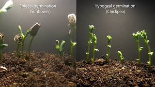 Epigeal vs Hypogeal germination [upl. by Ajnek529]