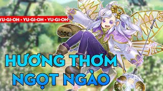 TỔNG QUAN VỀ TỘC BÀI AROMA  TỔNG QUAN TỘC BÀI  BIÊN HÒA YUGIOH [upl. by Tavis]