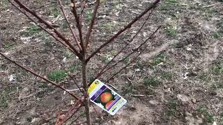 Young Elberta Peach Tree Growth amp Information Video 1 [upl. by Blandina]